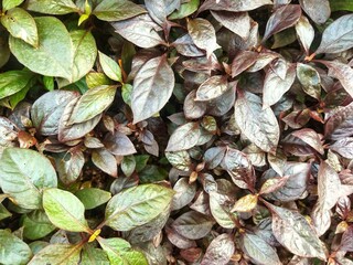 background pattern of leaves