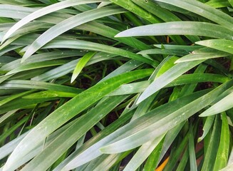 Obraz premium close up of green leaves