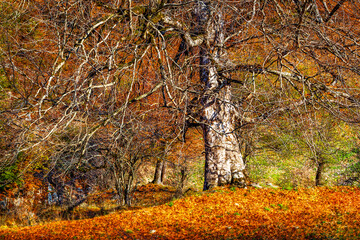 Hyrcanian Forests (Chenar Bon). The Hyrcanian forests are a zone of lush lowland and montane forests covering about 55,000 square kilometres near the shores of the Caspian Sea in Iran and Azerbaijan. 