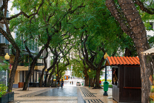 View of the treelined Avenida Zarco, with typical Portuguese pavement, or cal&ccedil;ada portuguesa, in the historic downtown seaside district of Funchal, Portugal, on the Canary Island of Madeira.