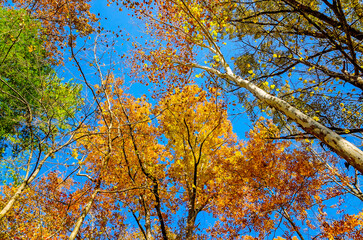 Low angle looking up at trees and fall foliage in Cades Cove at Great Smoky Mountains National Park in Tennessee