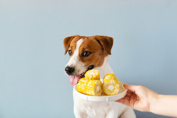 Female hands holding a plate of corn near the cute Jack Russell Terrier dog on blue pastel background. Corn as a product that dogs can eat. Dog food concept
