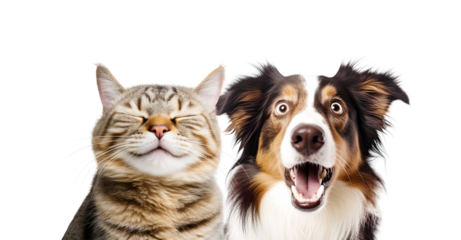 Close-up Funny Happy Smiling Cat and Dog with Closed Eyes Portrait. Isolated on White and PNG Transparent Background.