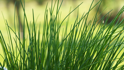 Detail of fresh chives