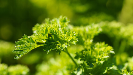 Stem of Parsley