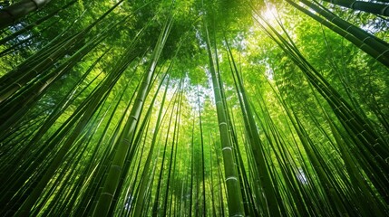 beautiful green bamboo forest