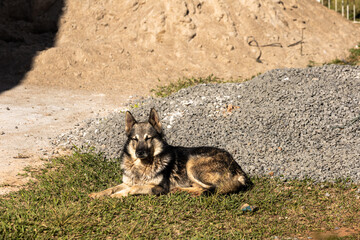portrait of a mantiqueira shepherd resting peacefully, dog breed of Brazilian nationality