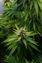 Cannabis Hanf Pflanze mit Blüten kurz vor der Ernte