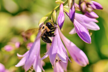 Eastern carpenter bee and purple flowers