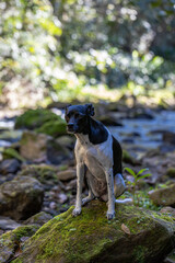 beautiful spring portrait of adorable Black Brazilian Terrier dog next to a river
