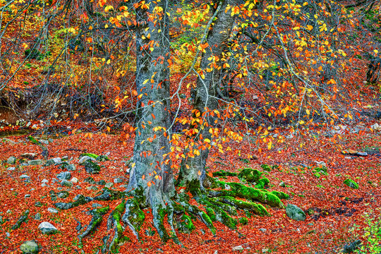 Hyrcanian Forests (Chenar Bon). The Hyrcanian forests are a zone of lush lowland and montane forests covering about 55,000 square kilometres near the shores of the Caspian Sea in Iran and Azerbaijan. 