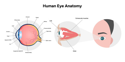 Human Eye Anatomy, medical diagram, Structure of human eye