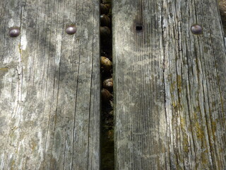 Nature's Detail: Snails on a Wooden Bench