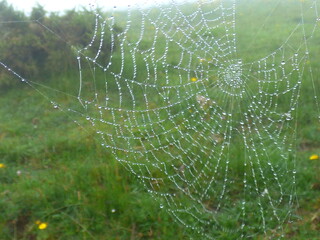 Morning Dew on a Delicate Spider Web