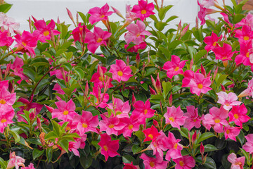 Selective focus of red pink flowers Rocktrumpet with green leaves in garden, Mandevilla is a genus of tropical and subtropical flowering vines belonging to the family Apocynaceae, Natural background.