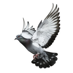 Fototapeta premium A beautiful pigeon captured in mid-flight with wings spread wide, showcasing its detailed feathers against a clear background