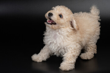 Crazy playful fluffy poodle dog
