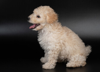 Profile portrait of poodle puppy