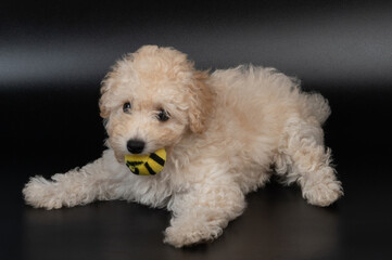 Poodle puppy with ball in mouth