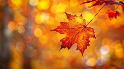 Obraz premium A vibrant autumn leaf glows with sunlight against a backdrop of beautiful bokeh, showcasing the brilliance of fall colors and the serene, picturesque scenery of the season.