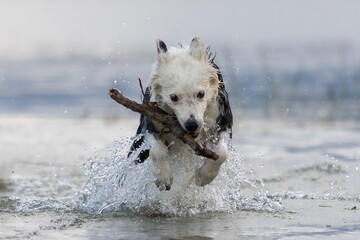Border Collie breed dog playing in the water with a stick. Dog games. Purebred dogs. Pets. Summer...