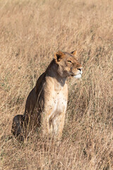 A powerful lioness camouflages herself in tall grass while looking out for prey.