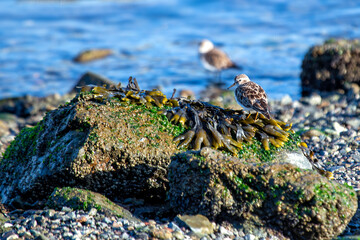 Least Sandpiper (Calidris minutilla) Found in North and South America