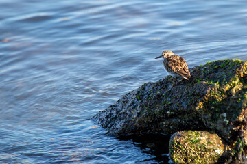 Least Sandpiper (Calidris minutilla) Found in North and South America