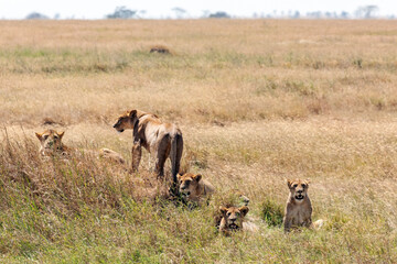 A pride of lions resting in a grassy patch in the Serengeti.