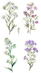 Sweet Alyssum Lobularia maritima flower in Watercolor Art Drawing