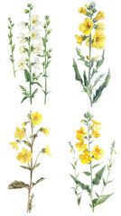 Watercolor Verbascum flower on transparent background