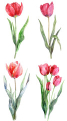 Fototapeta premium Watercolor Beautiful Tulip On Transparent Background 