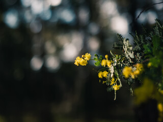 Yellow wattle