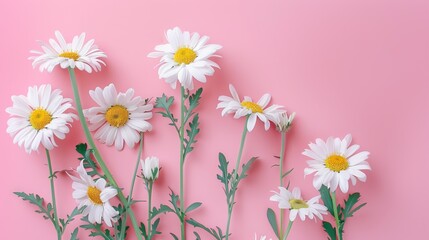 Obraz premium White daisies with yellow centers are set against a soft pink background, their fresh and vibrant appearance beautifully contrasting with the gentle backdrop, exuding simplicity and elegance.