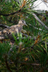 Dove sitting in a shady green pine tree