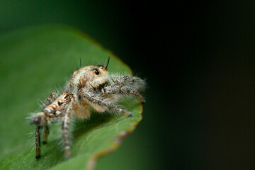 Close up image of jumping spider Hyllus diardi on the leaf with bokeh background, macro photography. Little animal world.