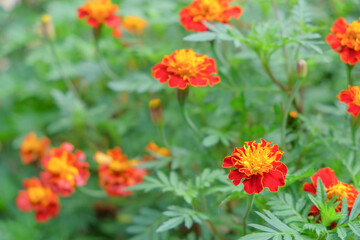 Marigold flowers or tagetes patula are red and yellow in the middle. Marigold flower garden.Flowers blooming