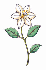 beautiful colorful illustration of jasmine flower