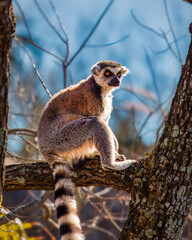 Ring-Tailed Lemur Madagascar in the Zoo