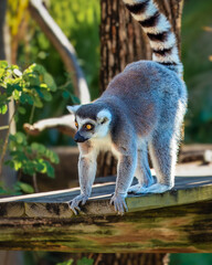 Ring-Tailed Lemur Madagascar in the Zoo