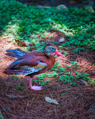 Whistling duck in the Zoo