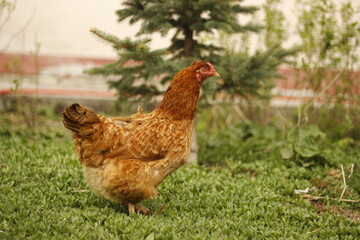 chicken on the grass