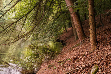 spring in the forest