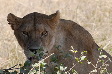 A lioness displaying an unusual action of chewing on twigs and leaves.