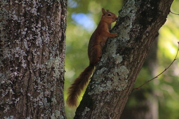 squirrel on a tree