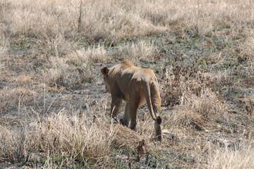 A lioness walks through scorched land aftermath of a wild fire in the Serengeti plains of Tanzania.