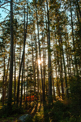 Obraz premium Through Tall Trees