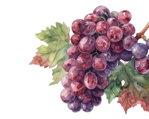 Fototapeta premium Watercolor illustration of a bunch of grapes on the vine, grape watercolor, fruit and foliage