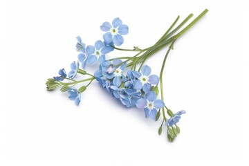 Naklejka premium A cluster of forgetmenots isolate on white background