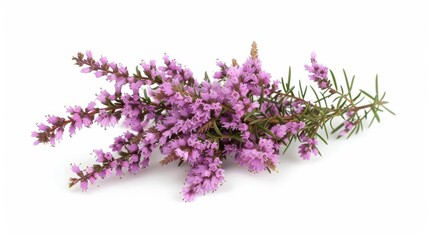 A cluster of heather flowers isolate on white background